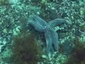 Las Grutas Patagonia buceo los cultivos lado bueno y la isla