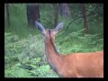 Wild boars, piglets and hind, Long version part 1
