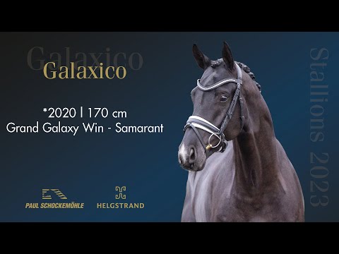 Galaxico born 2020 by Grand Galaxy Win / Samarant (ENG)