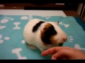 mi cobaya delphi entrenando