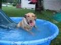 Drunk Dog
