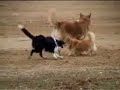 MALINOIS VS BORDER COLLIE. (Todo por una botella)