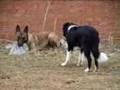MALINOIS VS BORDER COLLIE. (Todo por una botella)