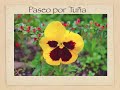 Paseo por Tu�a (Tineo)