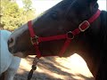 sweetheartan-angel-in-sorrel.html