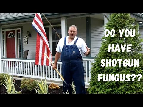 how to remove artillery fungus vinyl siding