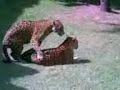 zoofilia animal