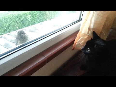 Play YouTube video