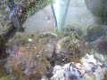海水槽の生物達