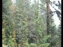 Dogs and I in Durmitor Park