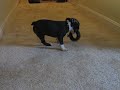 Spike Playing Spike Playing