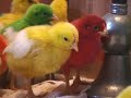 Farm Sanctuary welcomes the Multi-colored Peeps