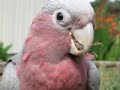 Joey the baby galah lala Joey the baby galah lala
