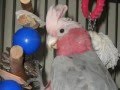 Joey the baby galah lala