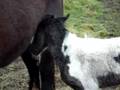 Zena With Her New Born Baby Jack (Born That Morning)