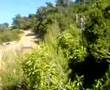 Rally Acropolis 2007-Loeb at Ag.Sotira Special Stage