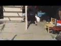 videos de 4 Corners tag match music video