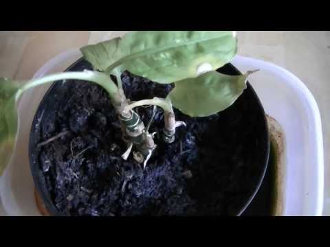 how to replant dieffenbachia