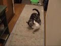 cat ??????????????????????#?