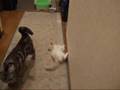 cat ラグドールの子猫&アメショーの追いかけっこ #1