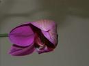 Orchid Take 2