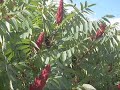 Les fleurs de Rhus typhina