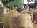 Elephants lots and lots