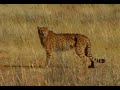 Antilope - Gepard - Mensch