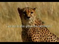 Antilope - Gepard - Mensch