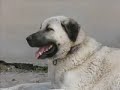 World Famous Turkish Kangal Dog   YouTube2