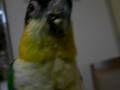 videos de Black-Headed Caique that eats apple