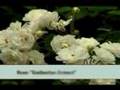 Designing a Garden with White Roses