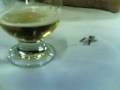 videos de A morte do Pereira