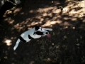 Nacho the Smooth Fox Terrier