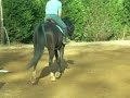 Swedish Warmblood for sale for sale-Finesse