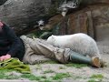 Knut im Zoo Berlin
