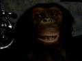 Monkey Head