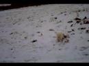 Mrs Jack sledging