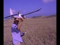 el vencejo chorreon vuela sobre aguamarga