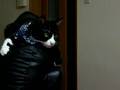 世界のなべあつをガン見する猫