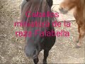 caballos miniatura falabella