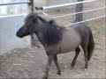 Caballos miniatura Falabella