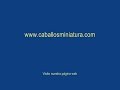 caballos miniatura falabella