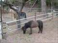 Caballos miniatura Falabella