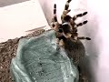 THE GREAT HUDINI TARANTULA!!!