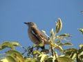 Calandria Real (Mimus triurus) en Costanera Sur II