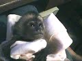 Sleepy Baby Monkey named Mercutio from MercutioMonkey.com