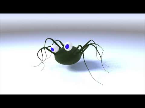 Spider