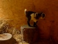 Pequeña cabrita