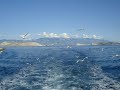 seagles flying in adriatic sea